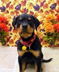 Otis Thanks 10.jpg